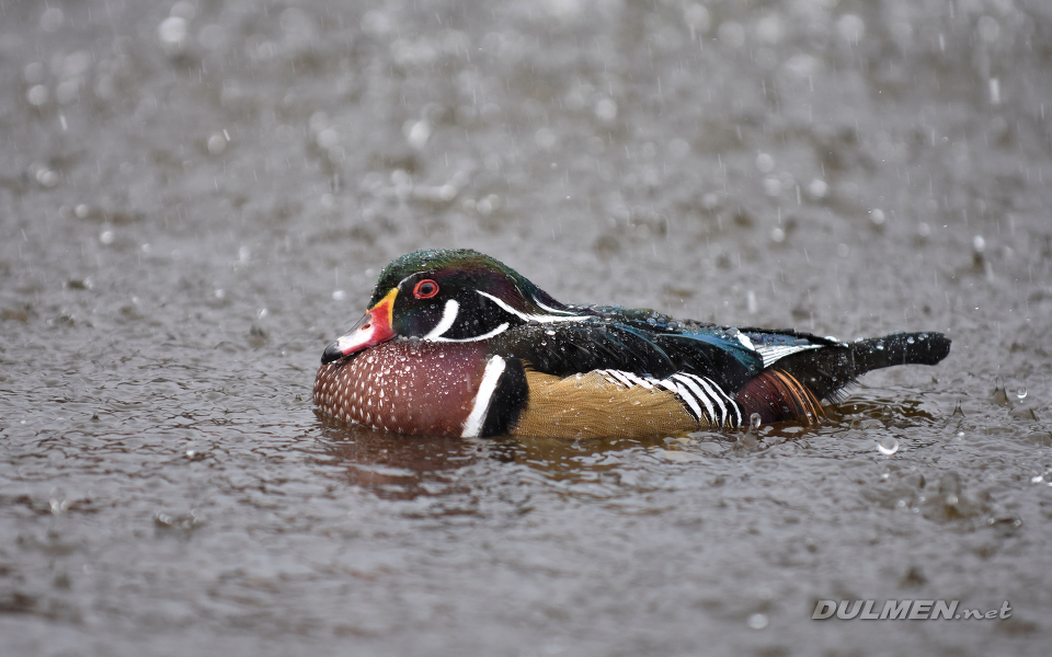 Carolina duck (Aix sponsa)